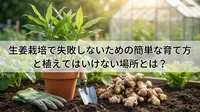 生姜栽培で失敗しないための簡単な育て方と植えてはいけない場所とは？