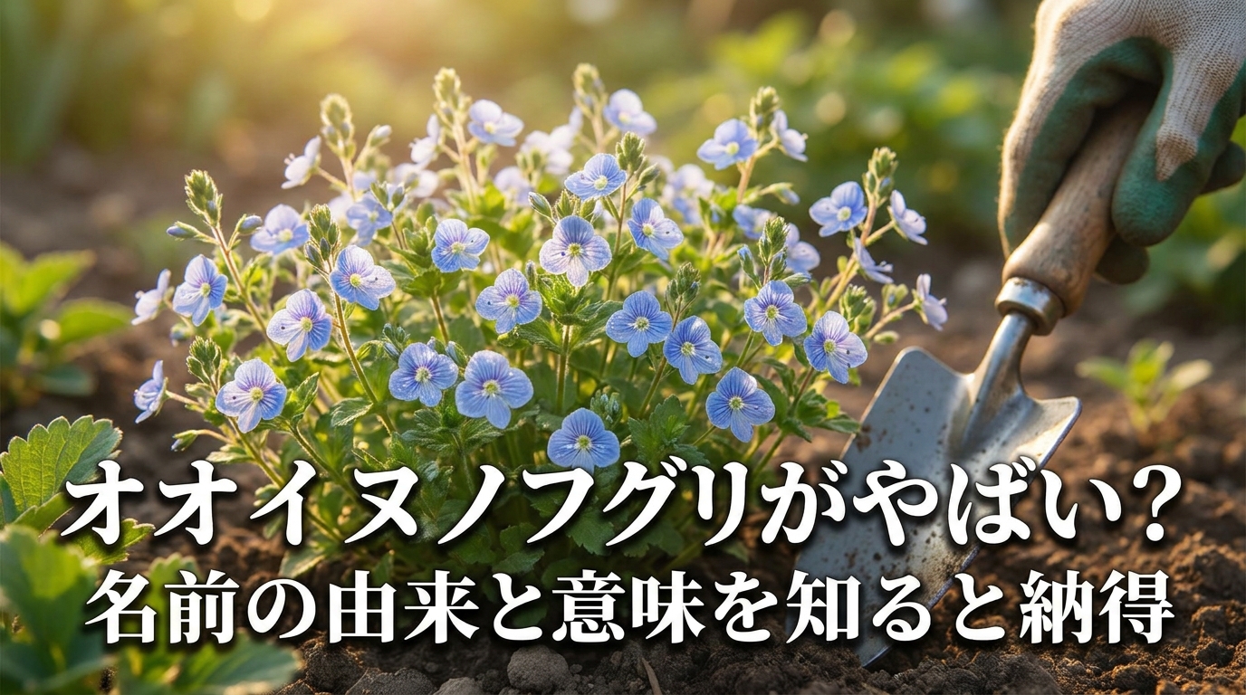 オオイヌノフグリがやばい？名前の由来と意味を知ると納得の理由は？