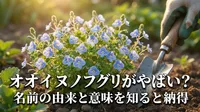 オオイヌノフグリがやばい？名前の由来と意味を知ると納得の理由は？