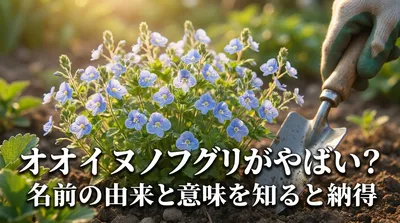 オオイヌノフグリがやばい？名前の由来と意味を知ると納得の理由は？
