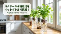 パクチーの水耕栽培をペットボトルで挑戦！再生栽培で増やす手順とは？