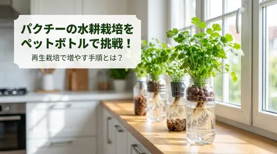 パクチーの水耕栽培をペットボトルで挑戦！再生栽培で増やす手順とは？