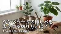 ウンベラータの挿し木を太くする切り方とは？土への植え替えまで網羅