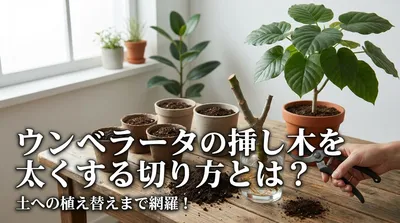 ウンベラータの挿し木を太くする切り方とは？土への植え替えまで網羅