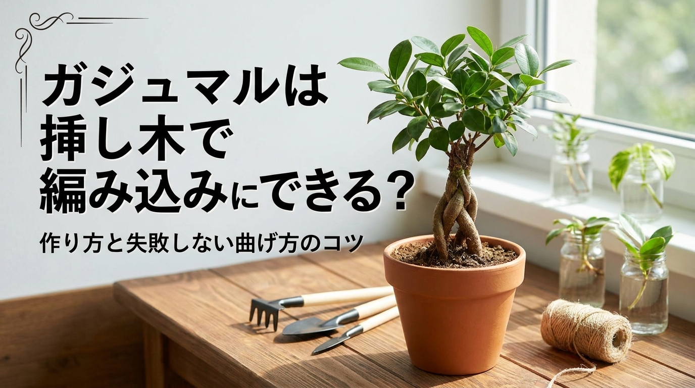 ガジュマルは挿し木で編み込みにできる?作り方と失敗しない曲げ方のコツ