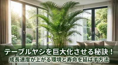テーブルヤシを巨大化させる秘訣！成長速度が上がる環境と寿命を延ばす方法