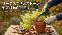 ロータスブリムストーンの剪定は秋が最適！木質化を防ぐ正しい切り戻し方