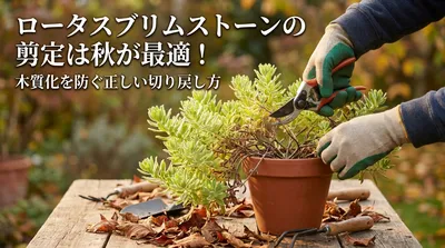 ロータスブリムストーンの剪定は秋が最適！木質化を防ぐ正しい切り戻し方