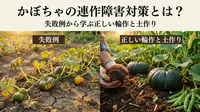 かぼちゃの連作障害対策とは？失敗例から学ぶ正しい輪作と土作り