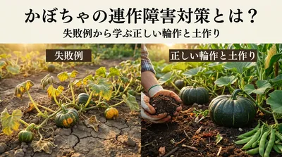 かぼちゃの連作障害対策とは？失敗例から学ぶ正しい輪作と土作り
