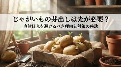 じゃがいもの芽出しは光が必要？直射日光を避けるべき理由と対策