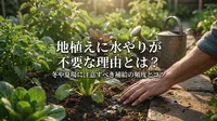 地植えに水やりが不要な理由とは？冬や夏場に注意すべき補給の頻度とコツ