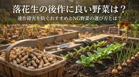 落花生の後作に良い野菜は？連作障害を防ぐおすすめとNG野菜の選び方