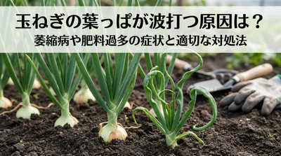 玉ねぎの葉っぱが波打つ原因は？萎縮病や肥料過多の症状と適切な対処法