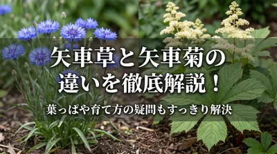 矢車草と矢車菊の違いを徹底解説！葉っぱや育て方の疑問もすっきり解決