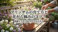 アリッサムの育て方と花がら摘みのコツ！鉢植えで長く咲かせる方法とは？