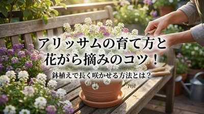 アリッサムの育て方と花がら摘みのコツ！鉢植えで長く咲かせる方法とは？