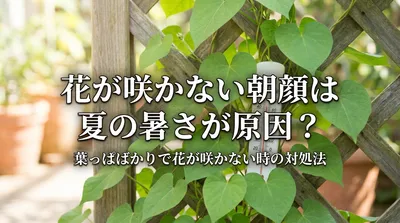 花が咲かない朝顔は夏の暑さが原因？葉っぱばかりで花が咲かない時の対処法とは