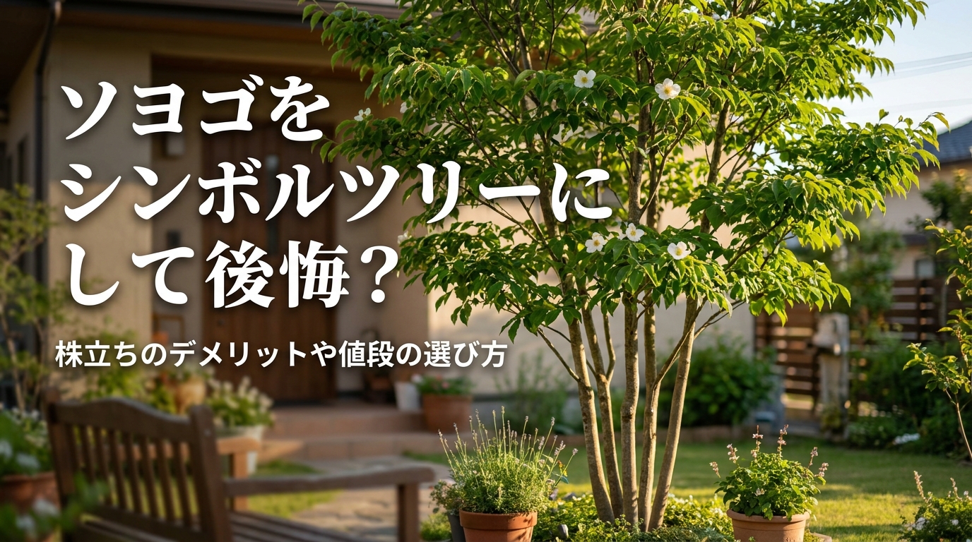 ソヨゴをシンボルツリーにして後悔?株立ちのデメリットや値段の選び方とは