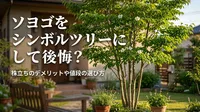 ソヨゴをシンボルツリーにして後悔？株立ちのデメリットや値段の選び方とは