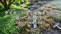 ダイカンドラで後悔する前に知っておきたい！日陰や冬の管理と対策法