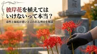 彼岸花を植えてはいけないって本当？毒性と縁起が悪いと言われる理由を解説