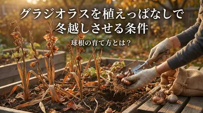 グラジオラスを植えっぱなしで冬越しさせる条件と球根の育て方とは