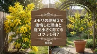 ミモザの地植えで後悔した理由と庭で小さく育てるコツ