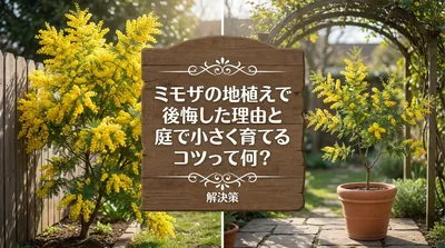 ミモザの地植えで後悔した理由と庭で小さく育てるコツ