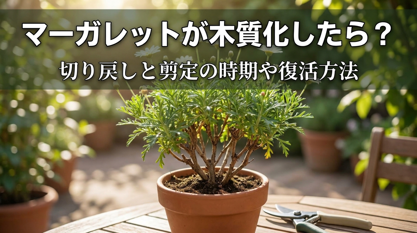 マーガレットが木質化したら?切り戻しと剪定の時期や復活方法