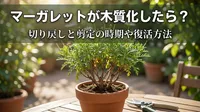 マーガレットが木質化したら？切り戻しと剪定の時期や復活方法