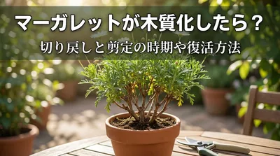 マーガレットが木質化したら？切り戻しと剪定の時期や復活方法