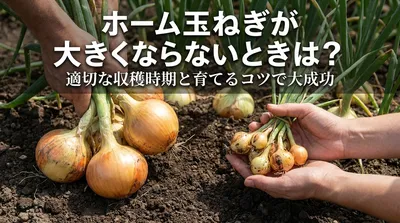 ホーム玉ねぎが大きくならないときは？適切な収穫時期と育てるコツ