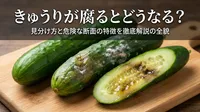 きゅうりが腐るとどうなる？見分け方と危険な断面の特徴を徹底解説
