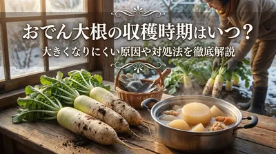おでん大根の収穫時期はいつ？大きくなりにくい原因や対処法を徹底解説