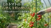 ミニトマトのらせん支柱の使い方と簡単な誘引のコツを徹底解説