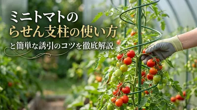 ミニトマトのらせん支柱の使い方と簡単な誘引のコツを徹底解説