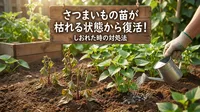 さつまいもの苗が枯れる状態から復活！しおれた時の対処法