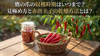 鷹の爪の収穫時期はいつまで？見極め方と赤唐辛子の乾燥方法