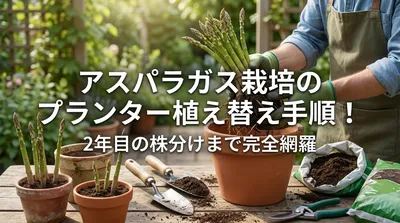 アスパラガス栽培のプランター植え替え手順！2年目の株分けまで完全網羅