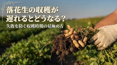 落花生の収穫が遅れるとどうなる？失敗を防ぐ収穫時期の見極め方とは