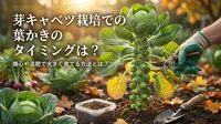 芽キャベツ栽培での葉かきのタイミングは？摘心や追肥で大きく育てる方法