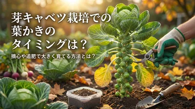 芽キャベツ栽培での葉かきのタイミングは？摘心や追肥で大きく育てる方法