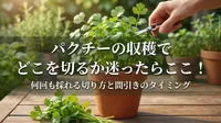 パクチーの収穫でどこを切るか迷ったらここ！何回も採れる切り方と間引きのタイミング