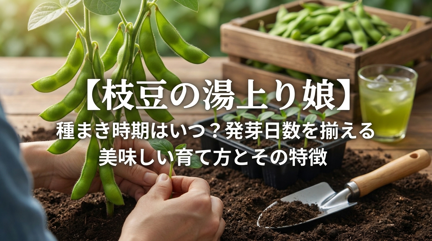 【枝豆の湯上り娘】種まき時期はいつ？発芽日数を揃える美味しい育て方とその特徴