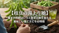 【枝豆の湯上り娘】種まき時期はいつ？発芽日数を揃える美味しい育て方とその特徴