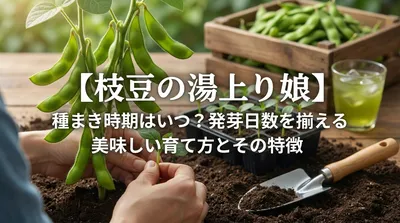 【枝豆の湯上り娘】種まき時期はいつ？発芽日数を揃える美味しい育て方とその特徴