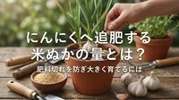 にんにくへ追肥する米ぬかの量とは？肥料切れを防ぎ大きく育てるには