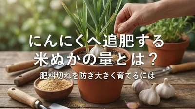 にんにくへ追肥する米ぬかの量とは？肥料切れを防ぎ大きく育てるには