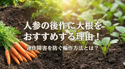 人参の後作に大根をおすすめする理由！連作障害を防ぐ輪作方法とは？